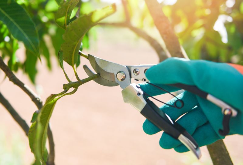 Branches Pruning in Doylestown, PA