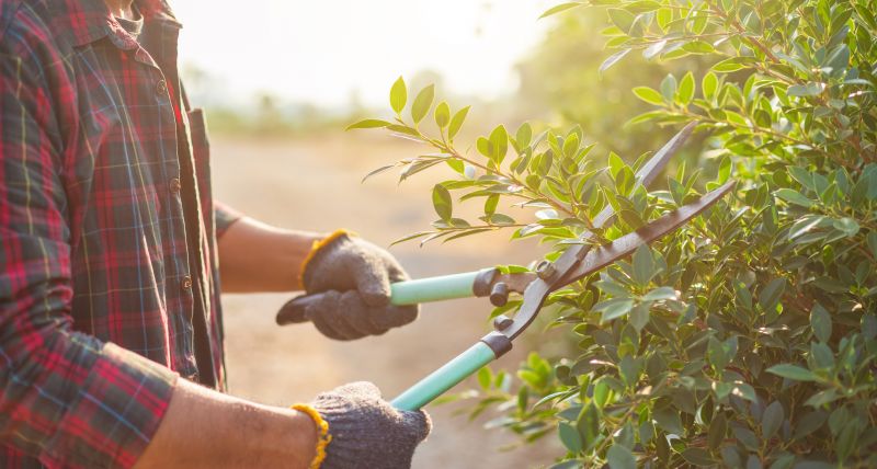 Cost of Bush Trimming — Cost of Bush Trimming