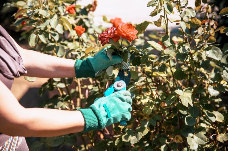 Cost of Bush Trimming — Cost of Bush Trimming
