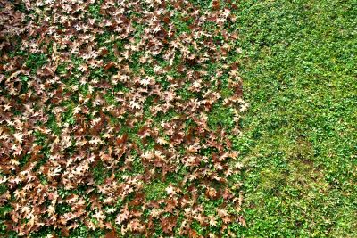 Lawn with Fall Cleanup