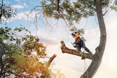 Arborist Specialists