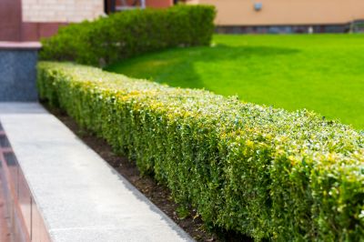 Create Clean Crisp Lines With Bush Trimming