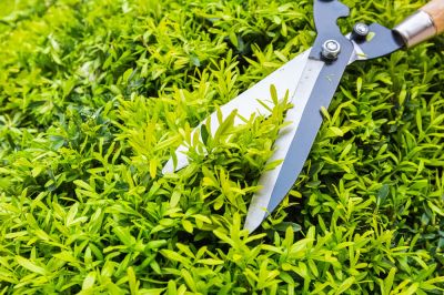 Keep the Bushes Under Control