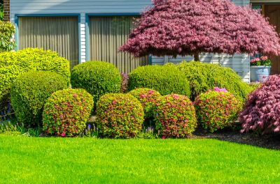 Maintain the Health of the Bushes